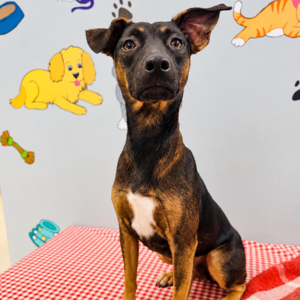 Willow, Adoptable, Young Female Terrier & Rat Terrier.