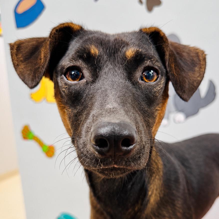 Enlarge Willow, a Adoptable mixed breed in Lebanon, MO image 2/4