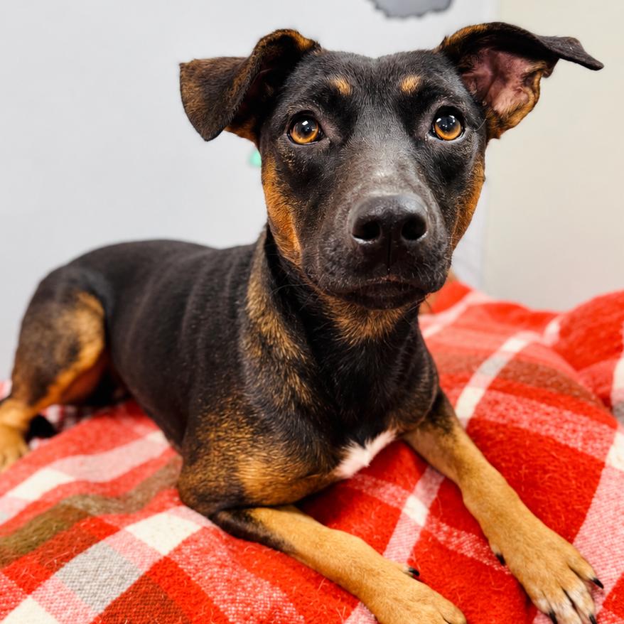 Enlarge Willow, a Adoptable mixed breed in Lebanon, MO image 3/4