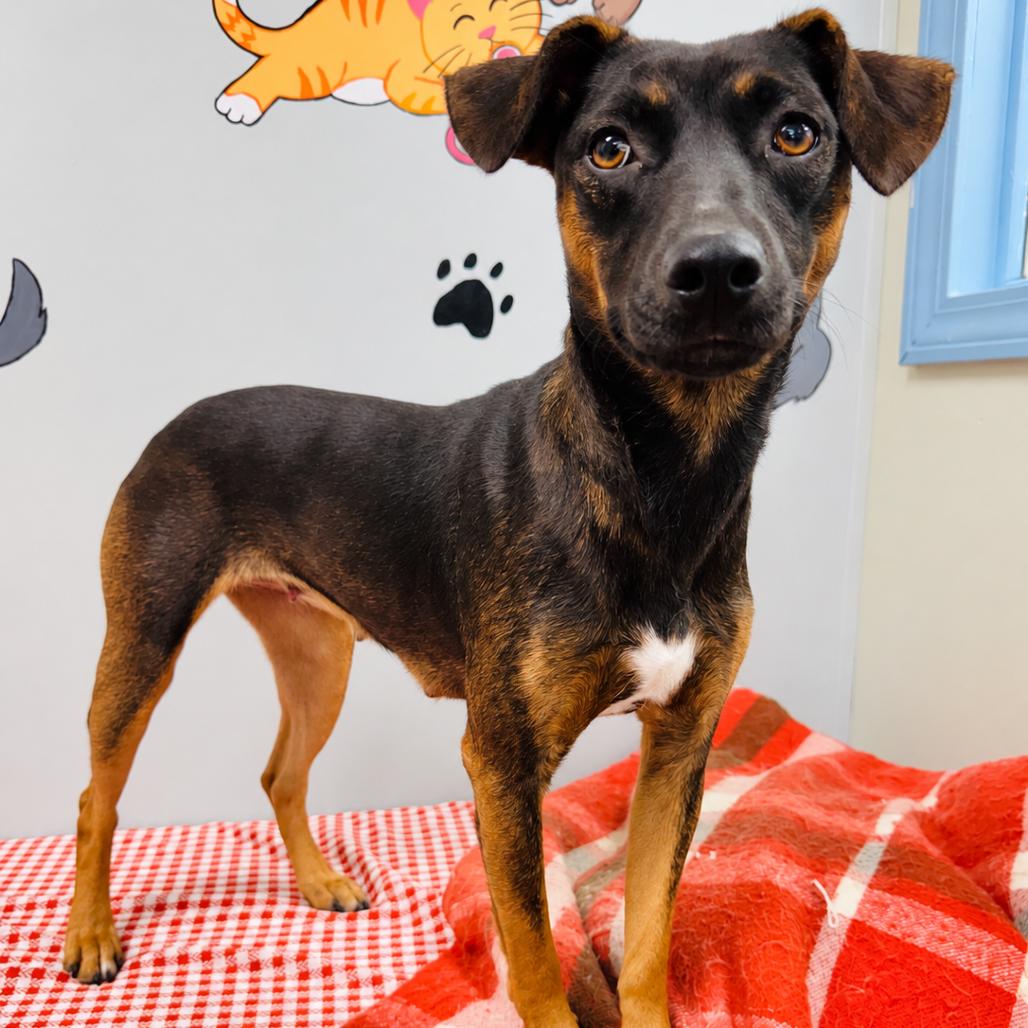 Enlarge Willow, a Adoptable mixed breed in Lebanon, MO image 4/4