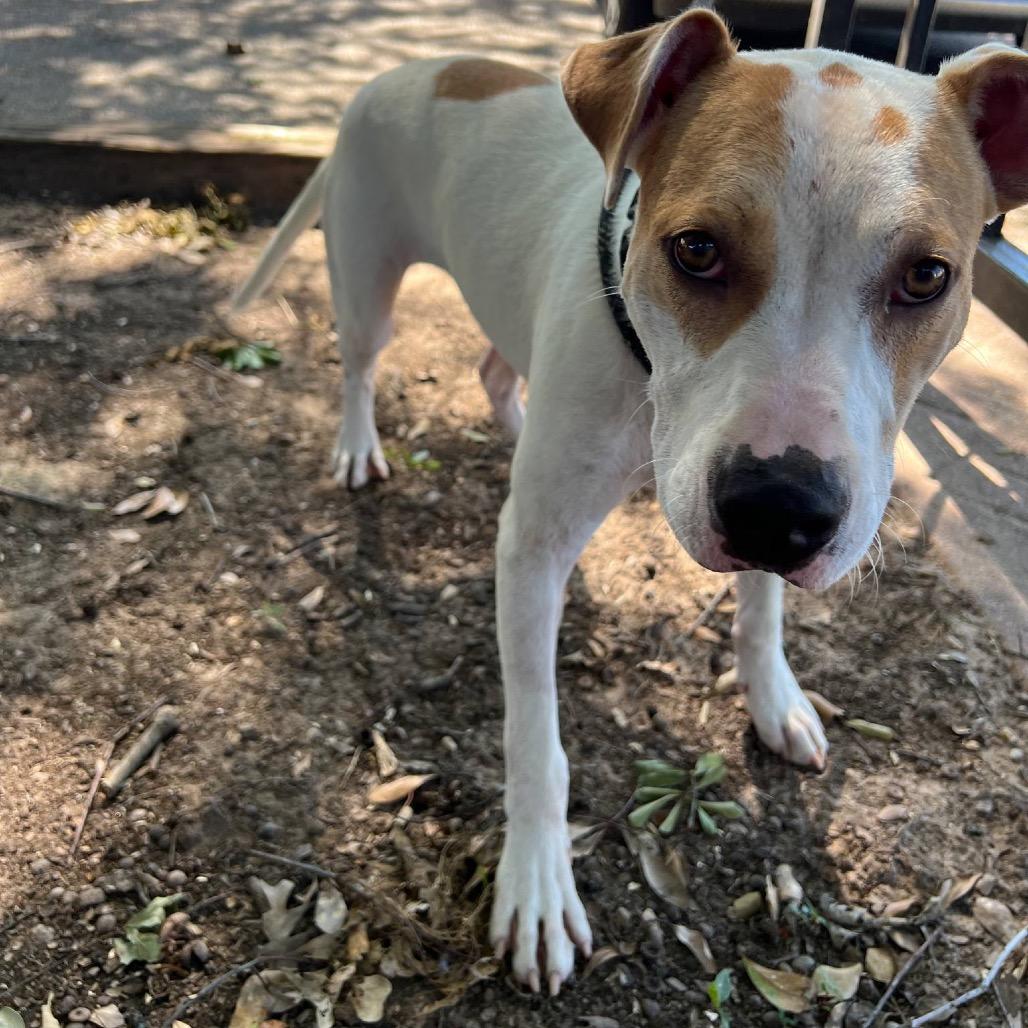 Dodger II, Adoptable, Young Male Pit Bull Terrier.