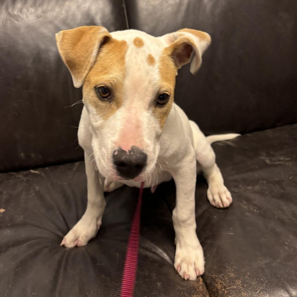 Dodger II, a Adoptable mixed breed in Wadena, MN image 3/6