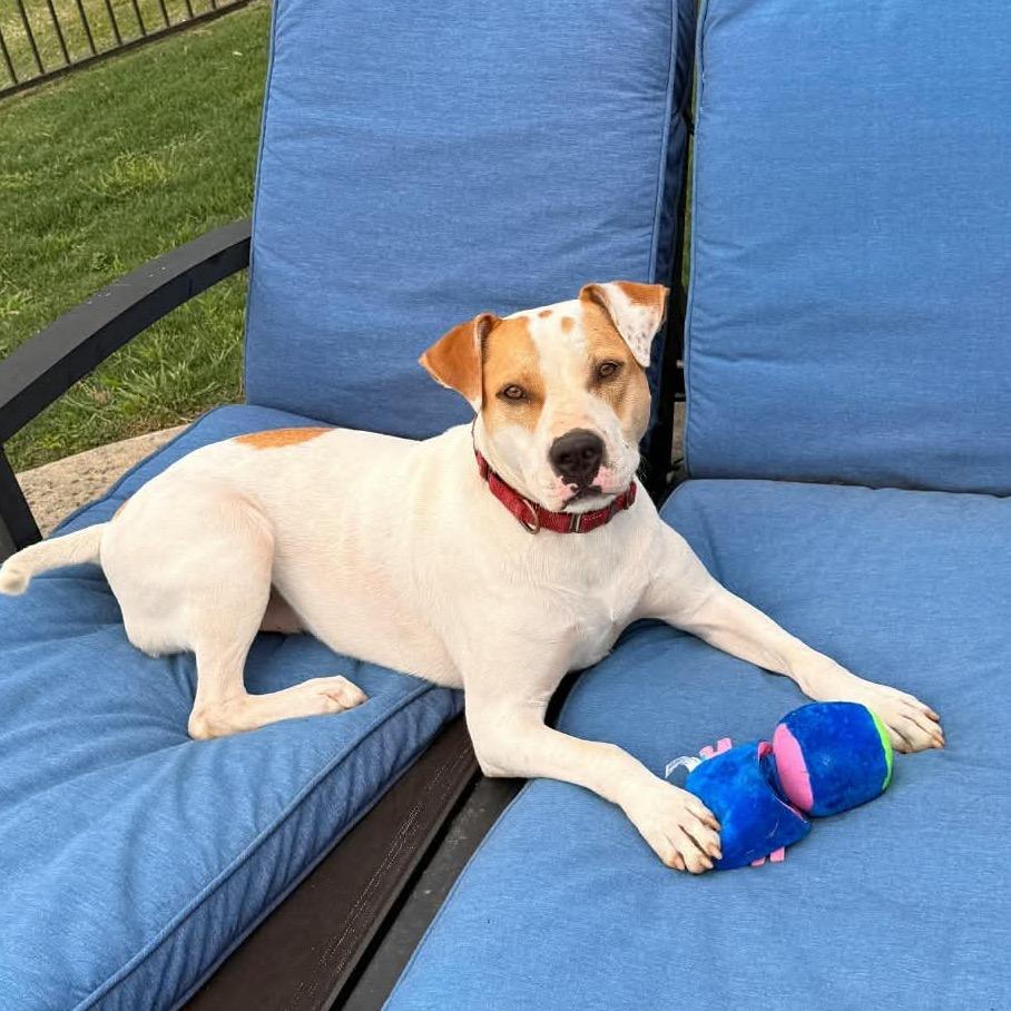 Enlarge Dodger II, a Adoptable mixed breed in Wadena, MN image 3/6