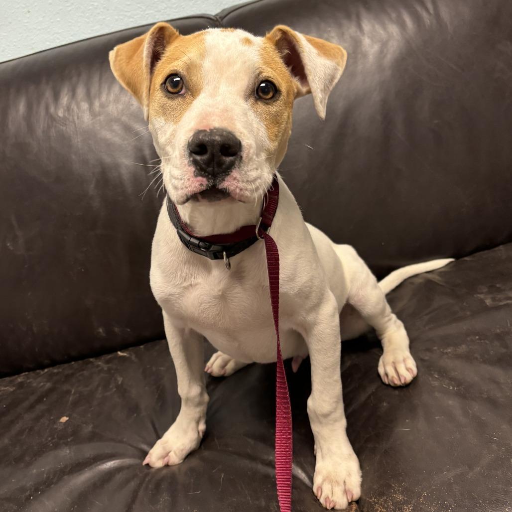 Dodger II, a Adoptable mixed breed in Wadena, MN image 4/6