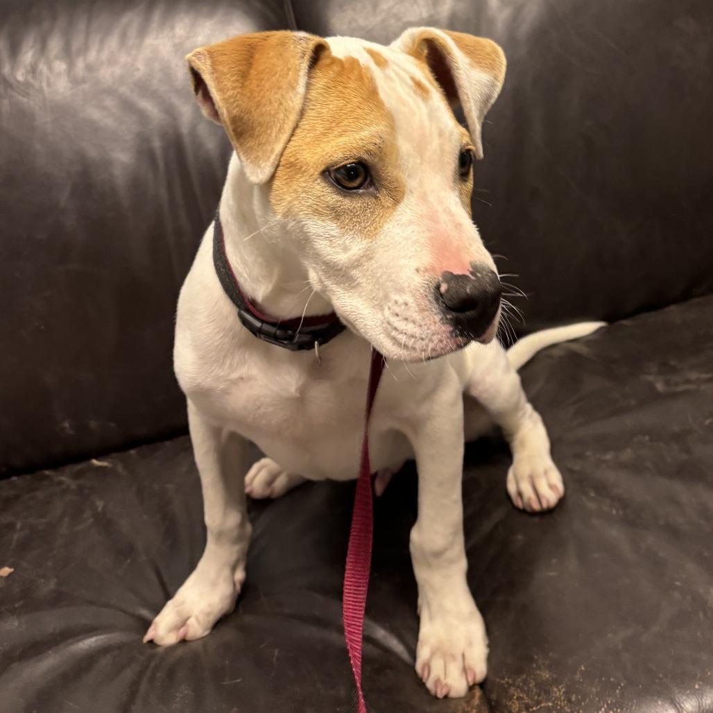 Dodger II, a Adoptable mixed breed in Wadena, MN image 6/6