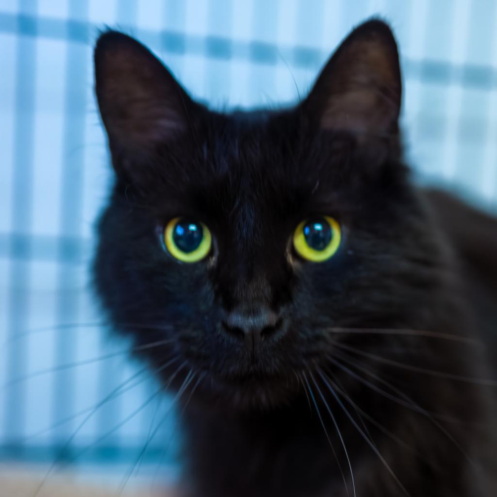 Bang Bang — thumbnail 2