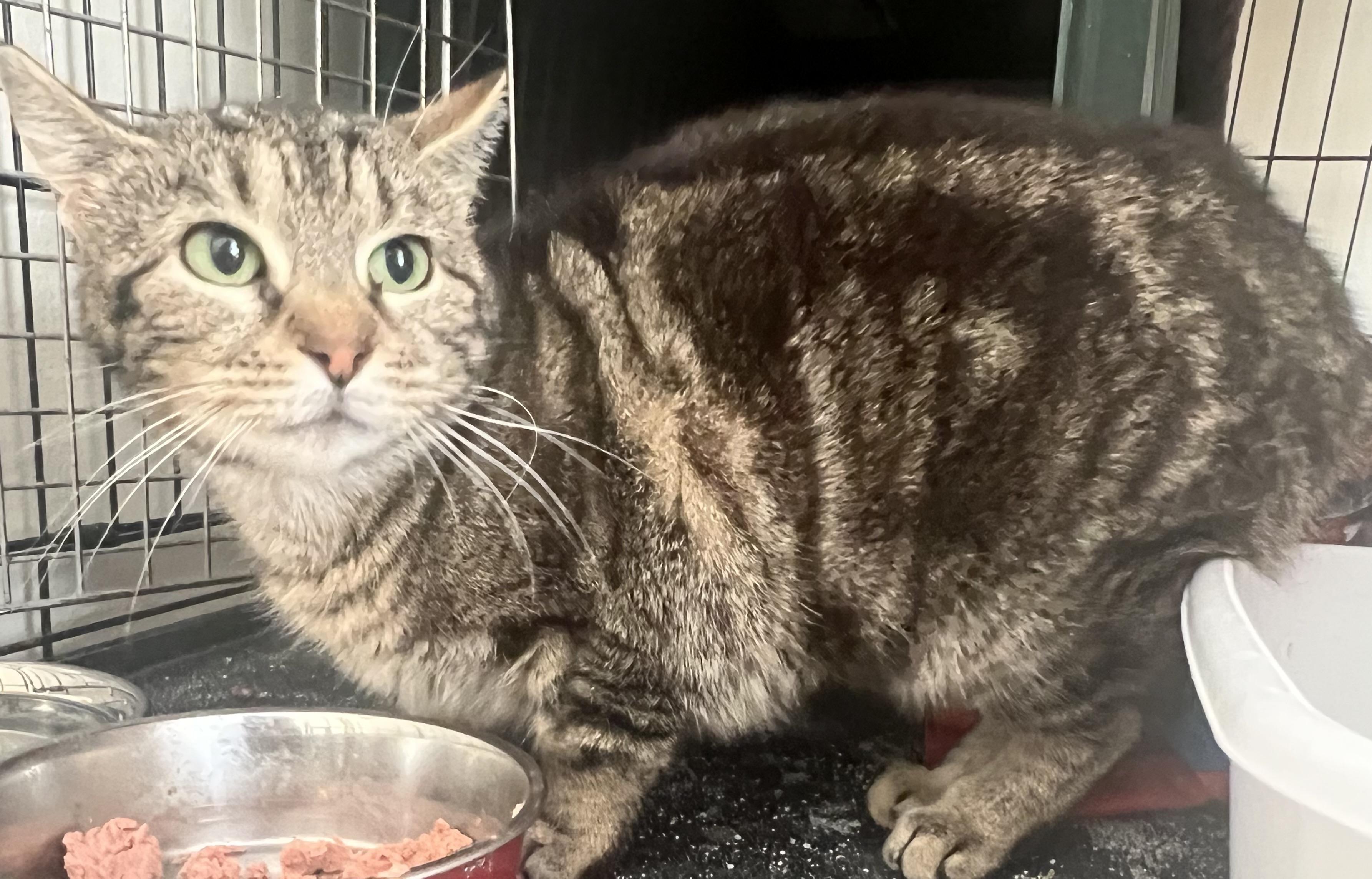 Enlarge Abby, a Adoptable mixed breed in Mayfield, NY image 2/3