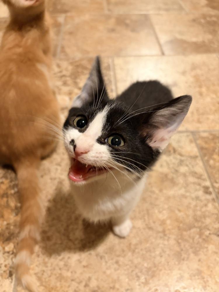 Naruto, Adoptable, Kitten Male Domestic Short Hair.