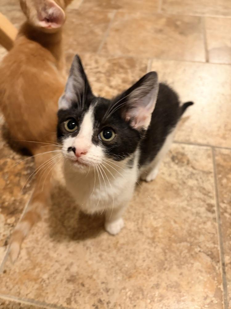 Naruto, a Adoptable Domestic Short Hair in Oakdale, CA image 2/2