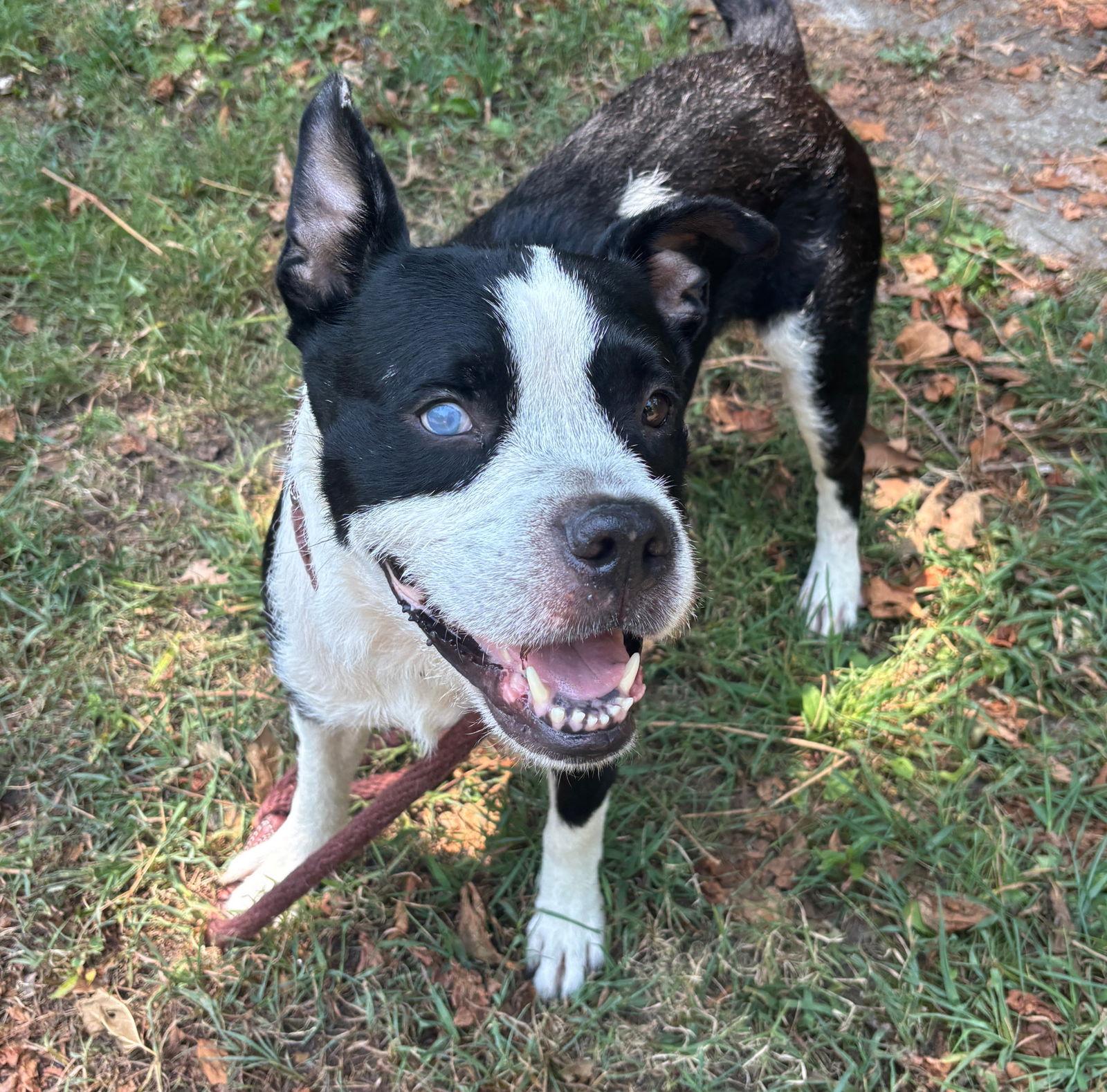 Butterbean thumbnail 2