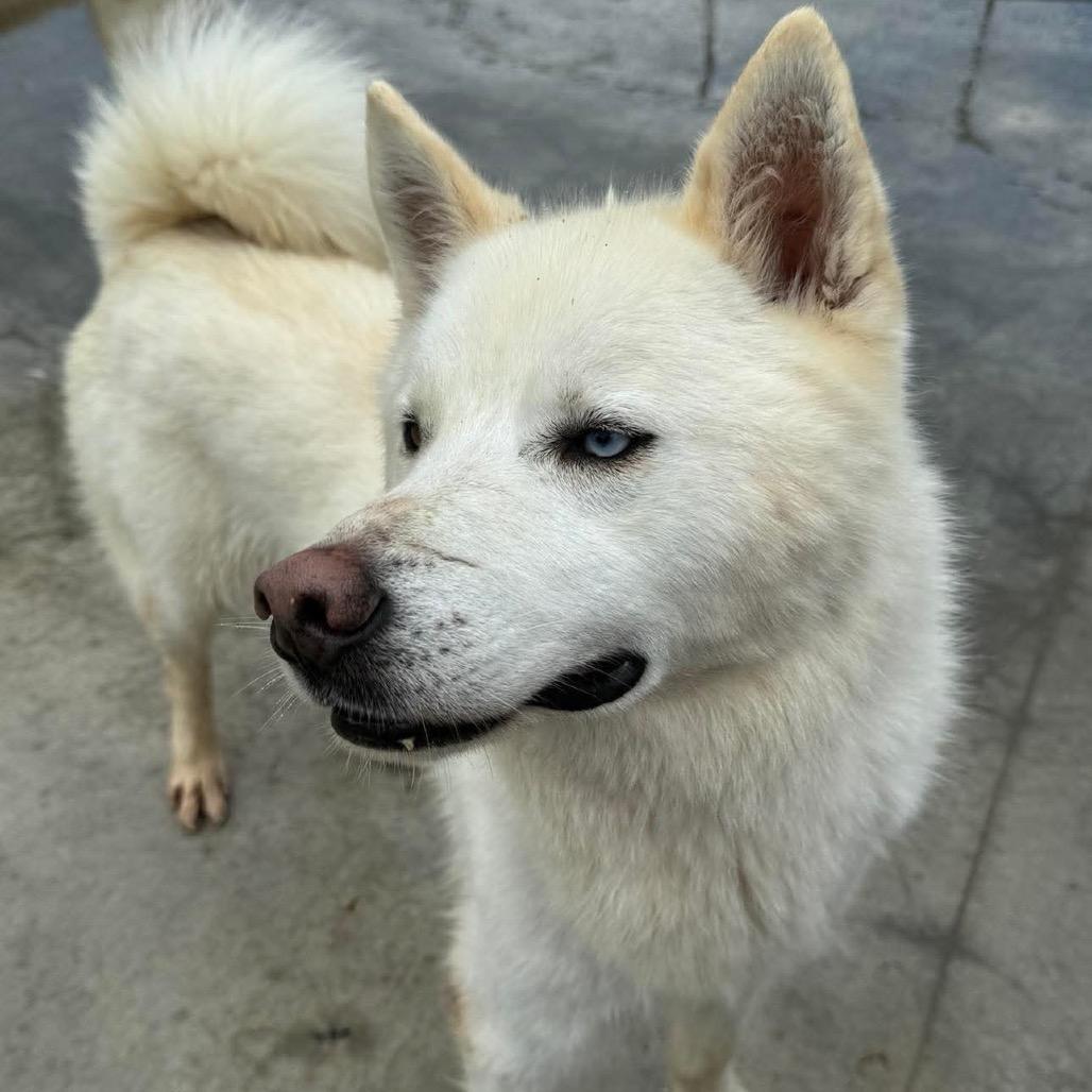 Enlarge Peanut, a Adoptable Husky in Eufaula, OK image 1/6