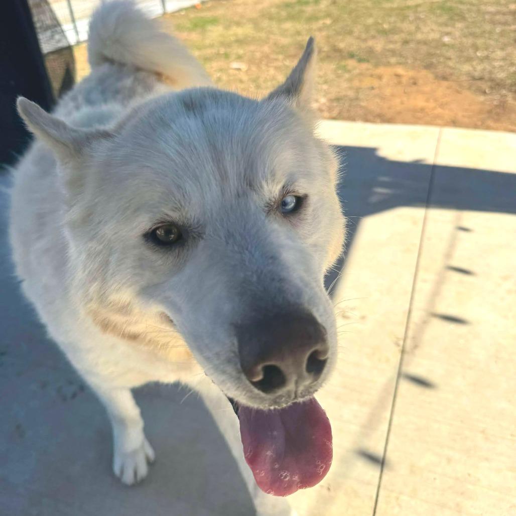 Enlarge Peanut, a Adoptable Husky in Eufaula, OK image 2/6