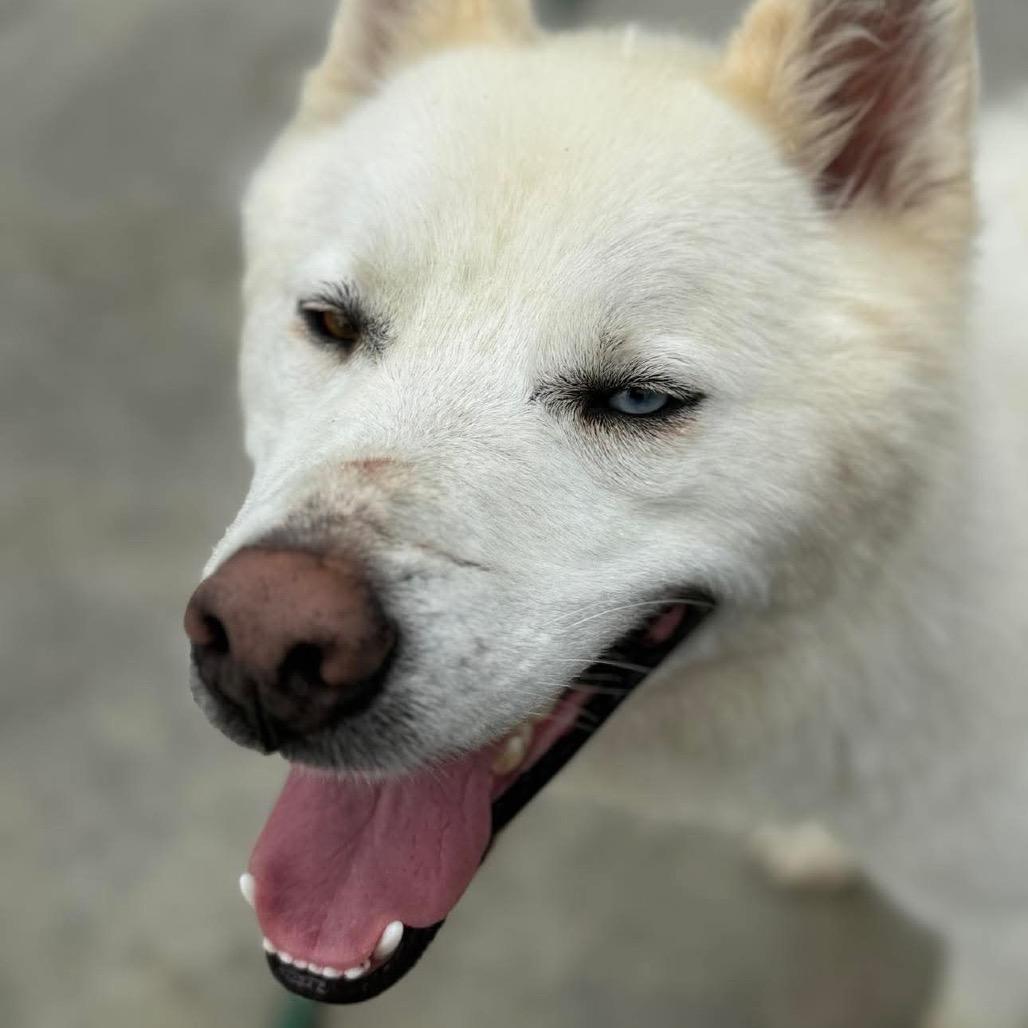 Enlarge Peanut, a Adoptable Husky in Eufaula, OK image 3/6