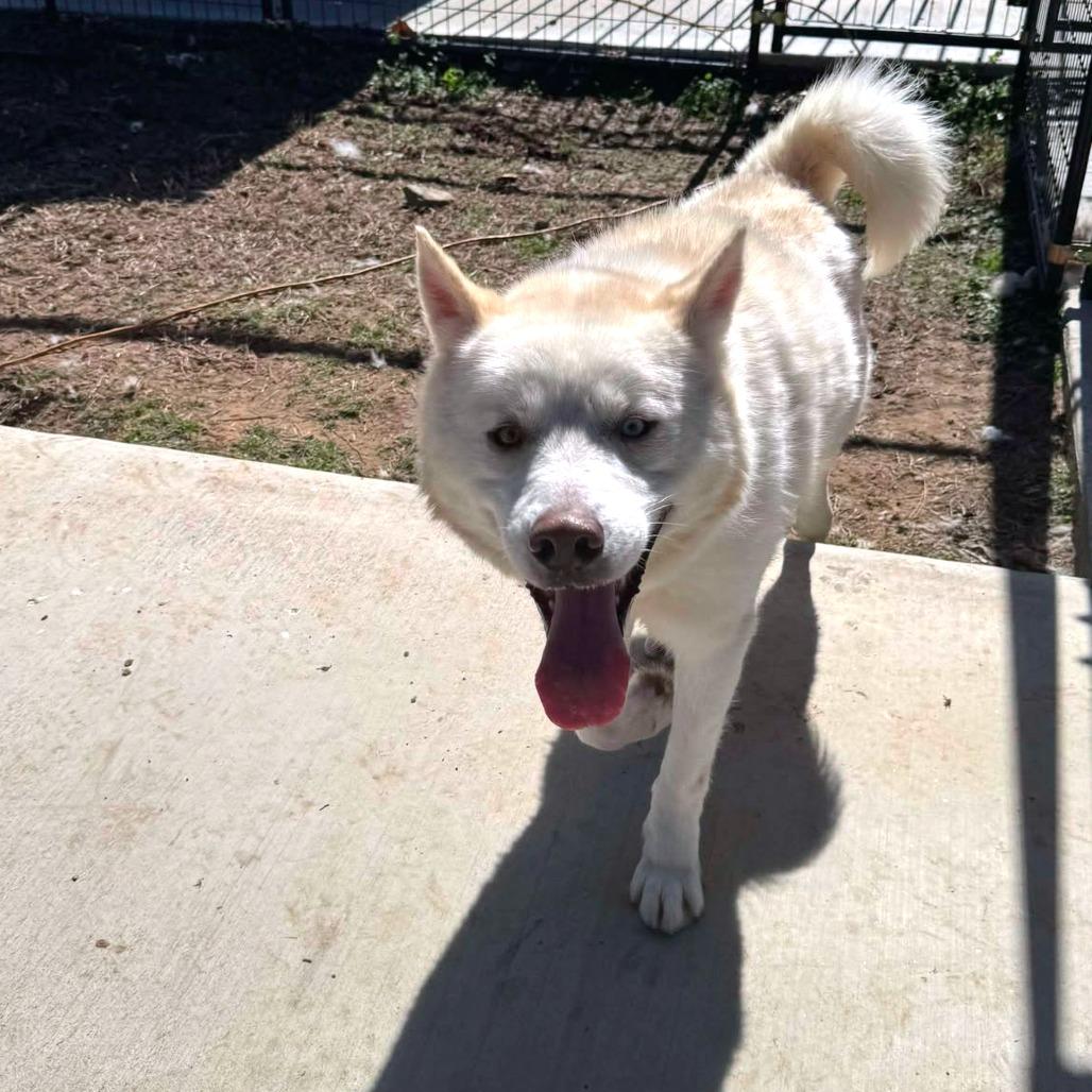 Enlarge Peanut, a Adoptable Husky in Eufaula, OK image 4/6