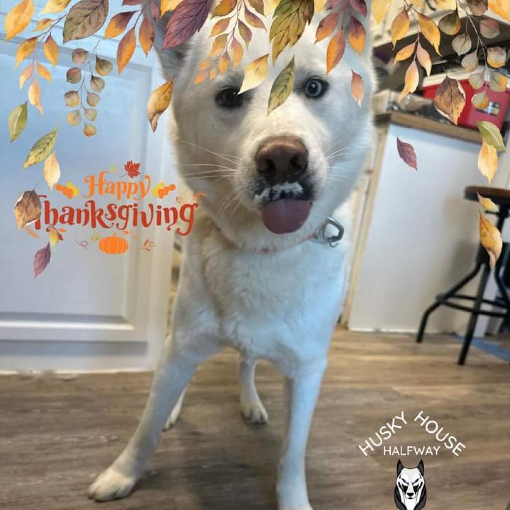 Enlarge Peanut, a Adoptable Husky in Eufaula, OK image 5/6