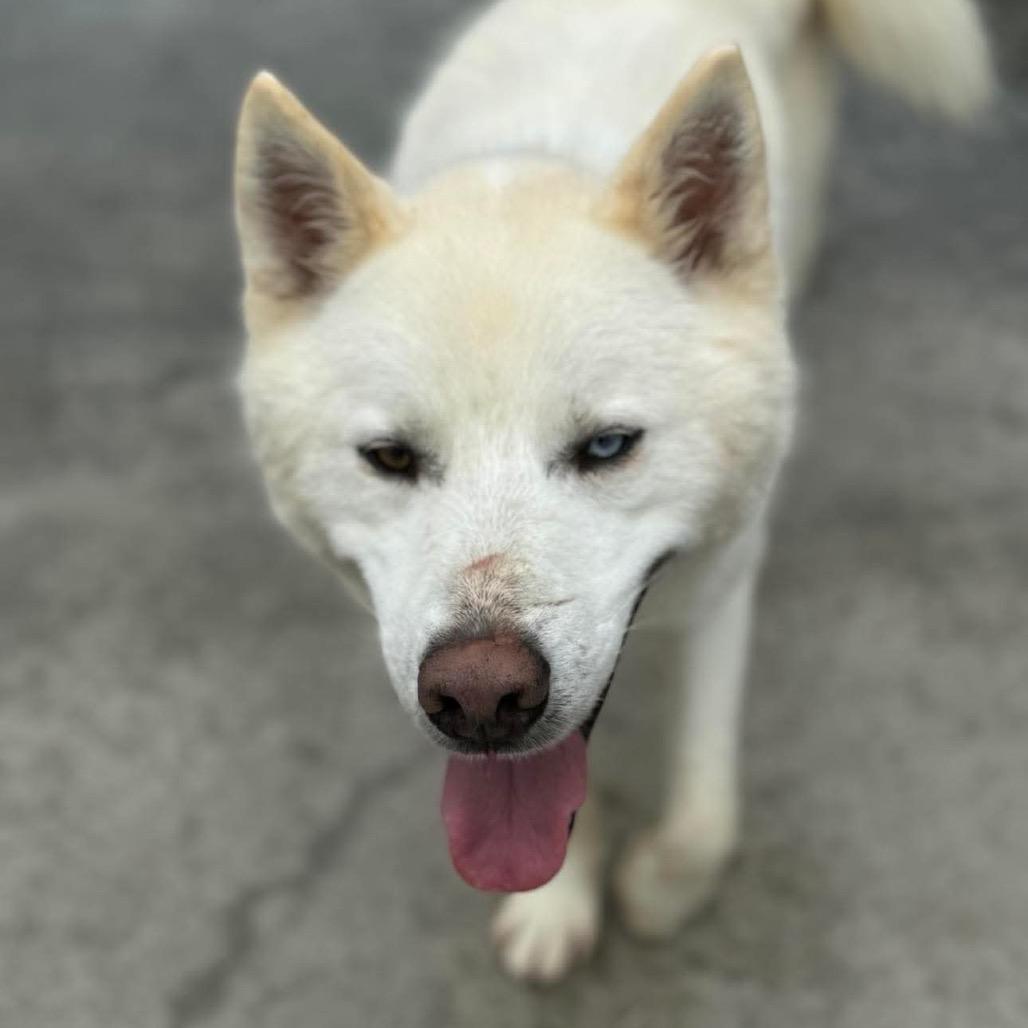 Enlarge Peanut, a Adoptable Husky in Eufaula, OK image 6/6