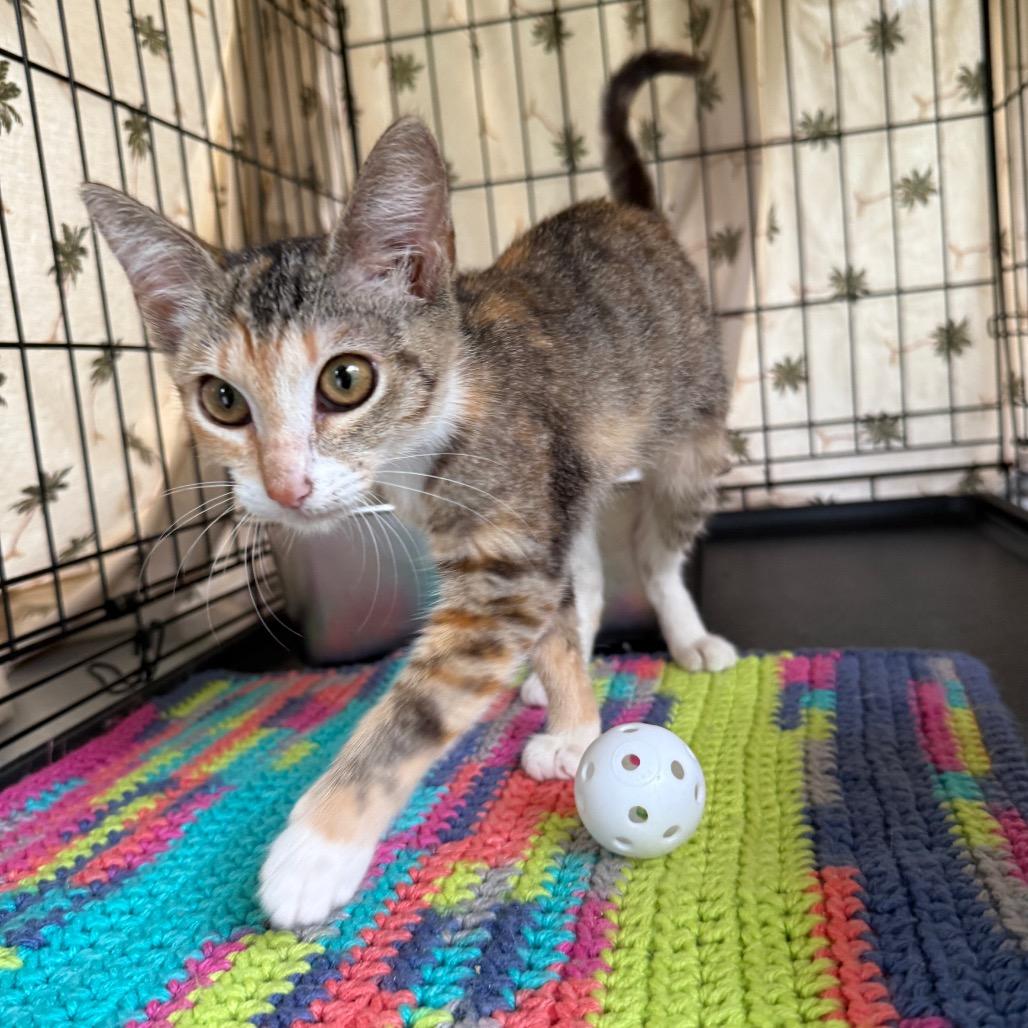 Tiny, Adoptable, Young Female Domestic Short Hair.