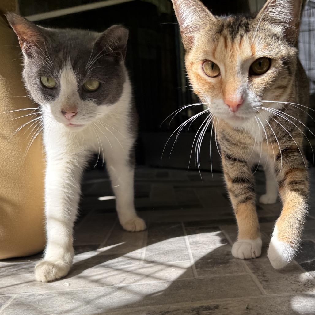 Tiny, a Adoptable Domestic Short Hair in Pahoa, HI image 3/6