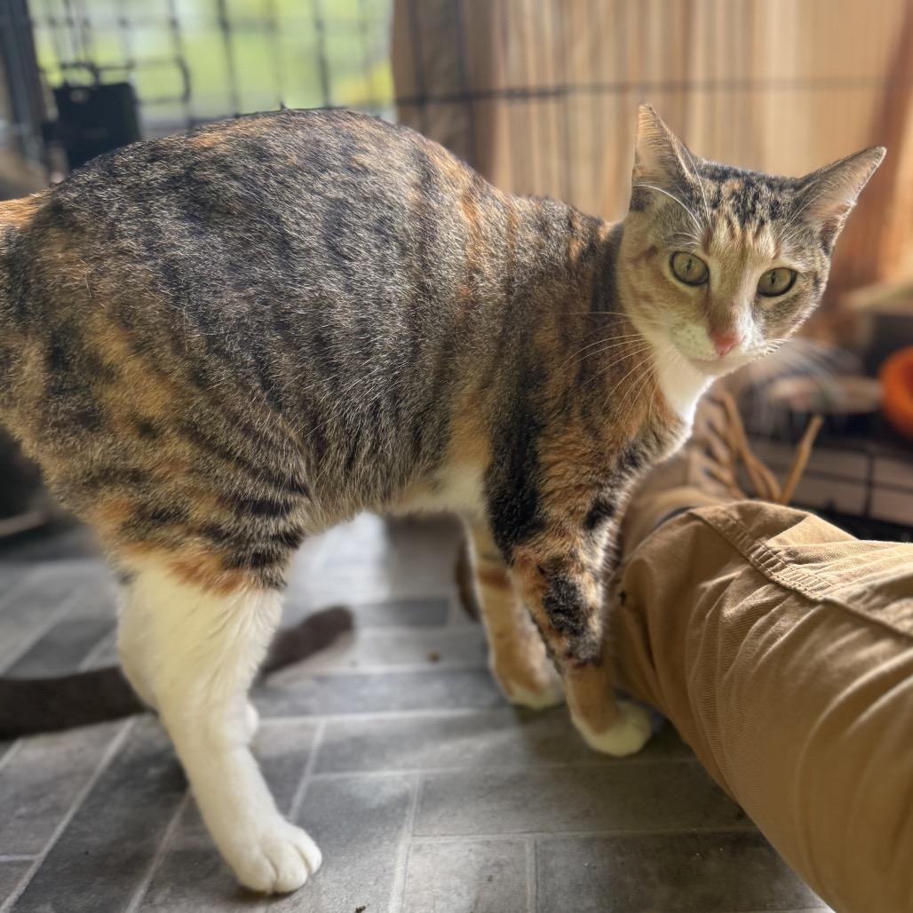 Tiny, a Adoptable Domestic Short Hair in Pahoa, HI image 4/6