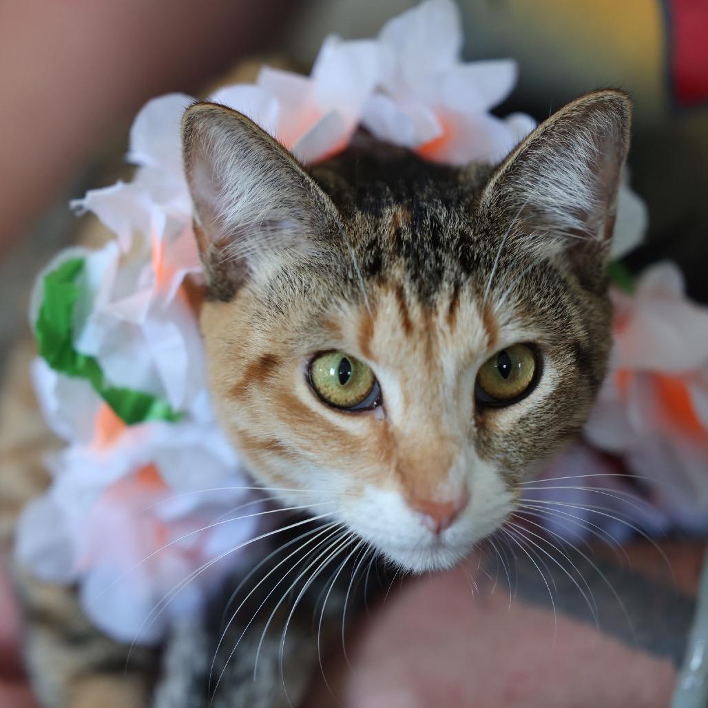 Tiny, a Adoptable Domestic Short Hair in Pahoa, HI image 5/6