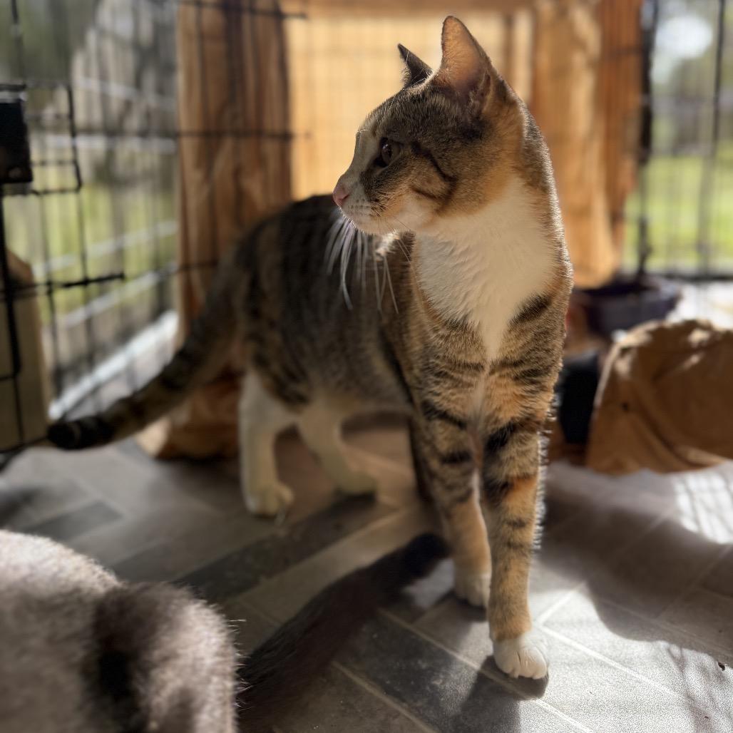 Tiny, a Adoptable Domestic Short Hair in Pahoa, HI image 6/6