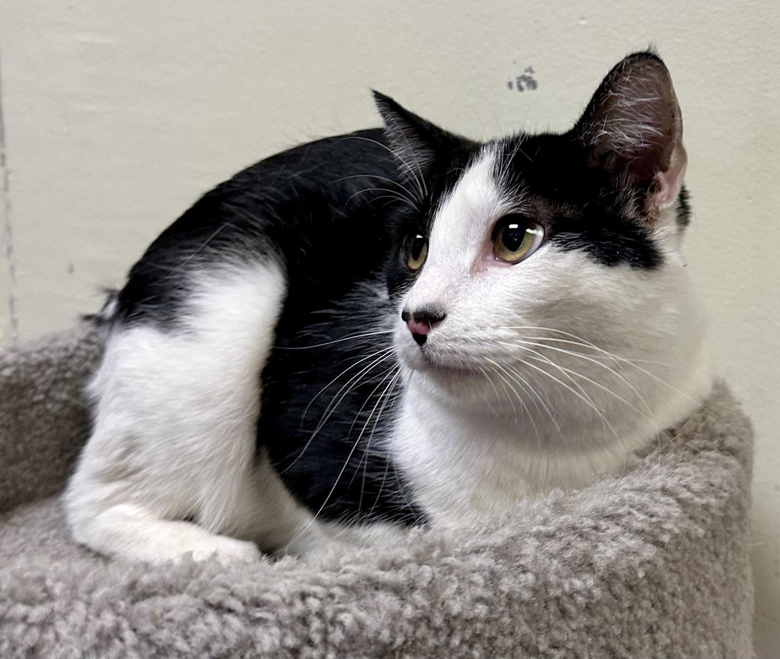 Clover, Adoptable, Adult Male Domestic Short Hair.