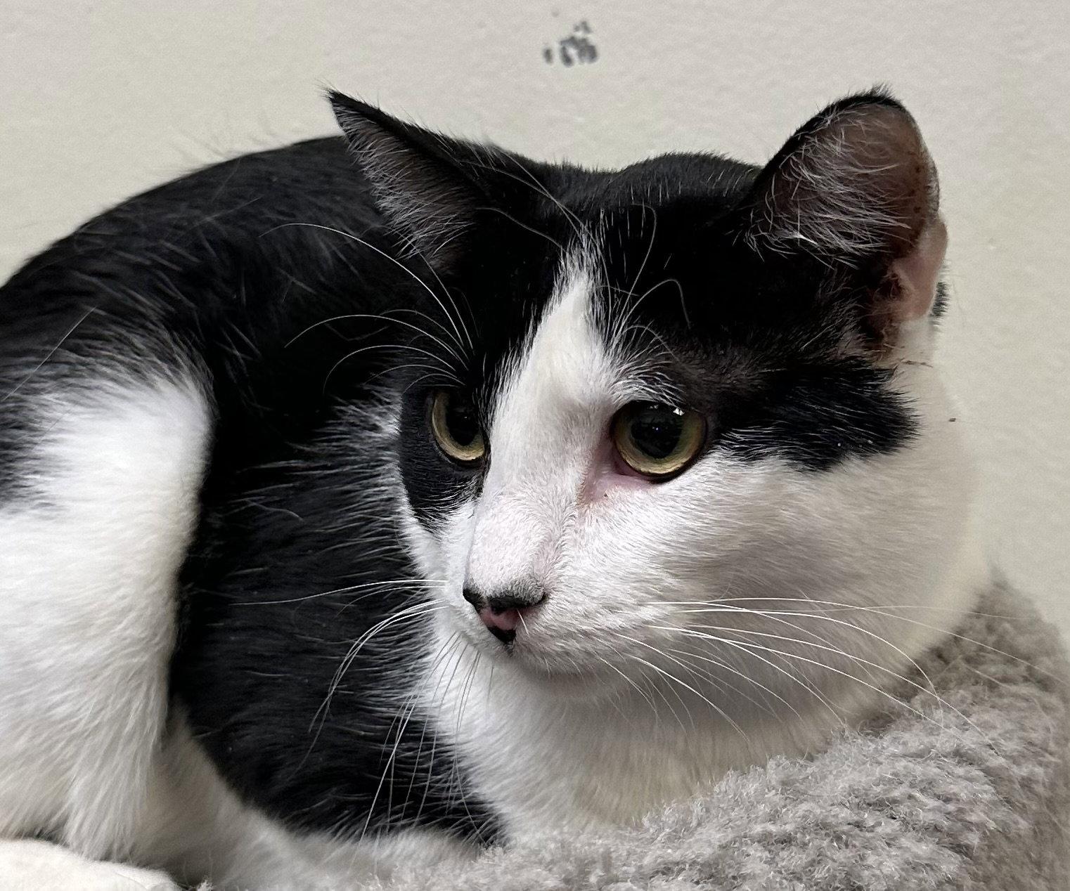 Enlarge Clover, a Adoptable Domestic Short Hair in Phoenix, AZ image 2/2