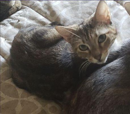 Little Girl, Adoptable, Adult Female Domestic Short Hair.