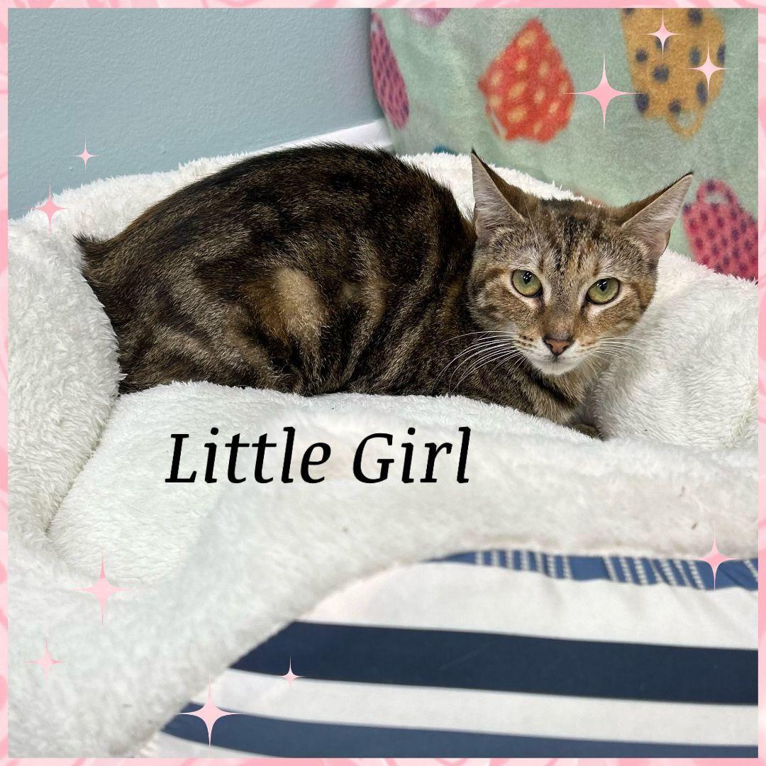 Enlarge Little Girl, a Adoptable Domestic Short Hair in Lauderhill, FL image 2/3