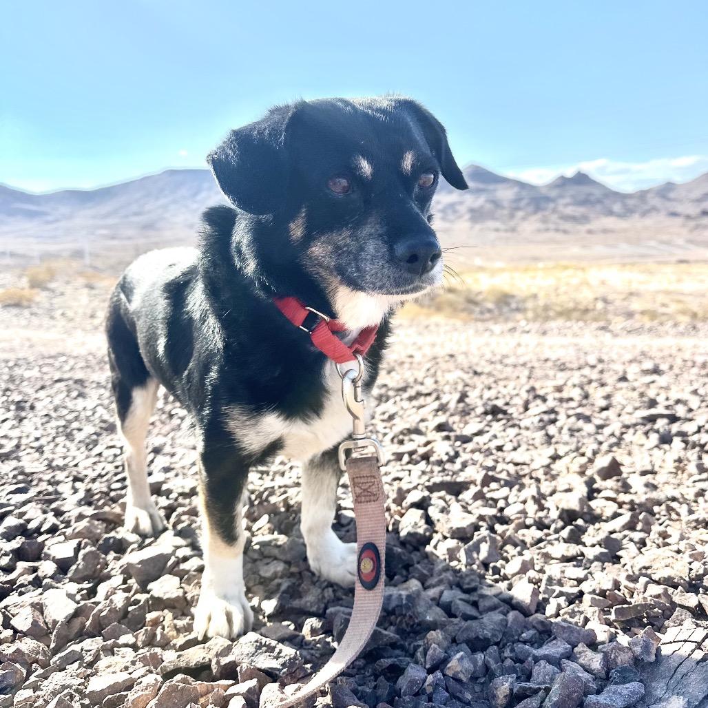 Enlarge Beans, a Adoptable Chihuahua in Las Vegas, NV image 1/6