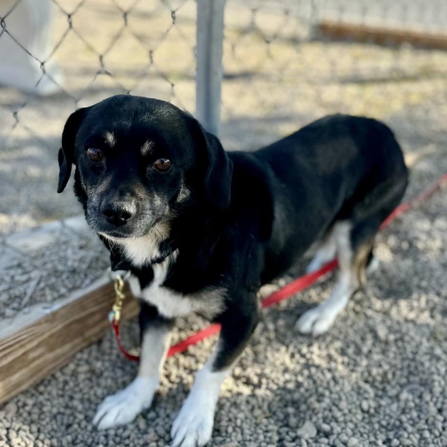 Enlarge Beans, a Adoptable Chihuahua in Las Vegas, NV image 2/6