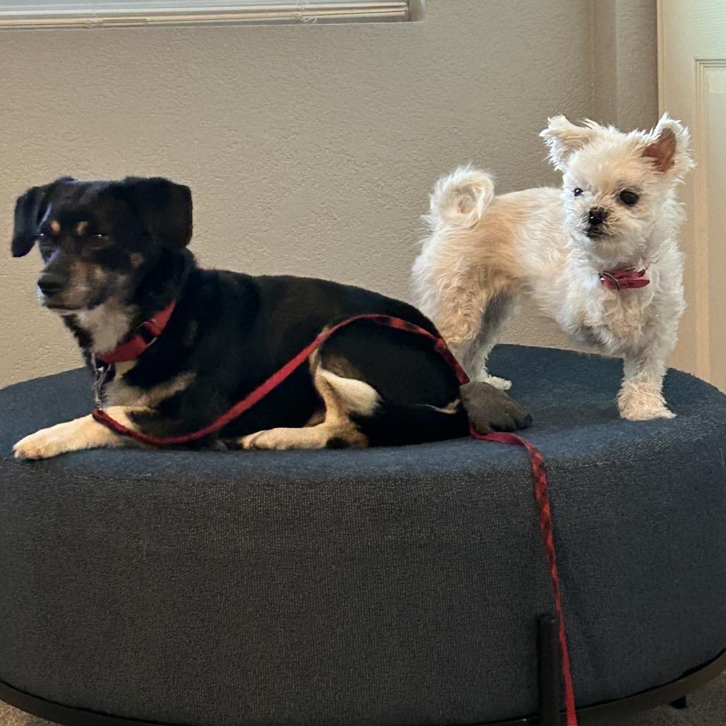 Enlarge Beans, a Adoptable Chihuahua in Las Vegas, NV image 2/6