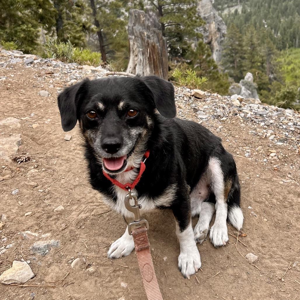 Enlarge Beans, a Adoptable Chihuahua in Las Vegas, NV image 3/6