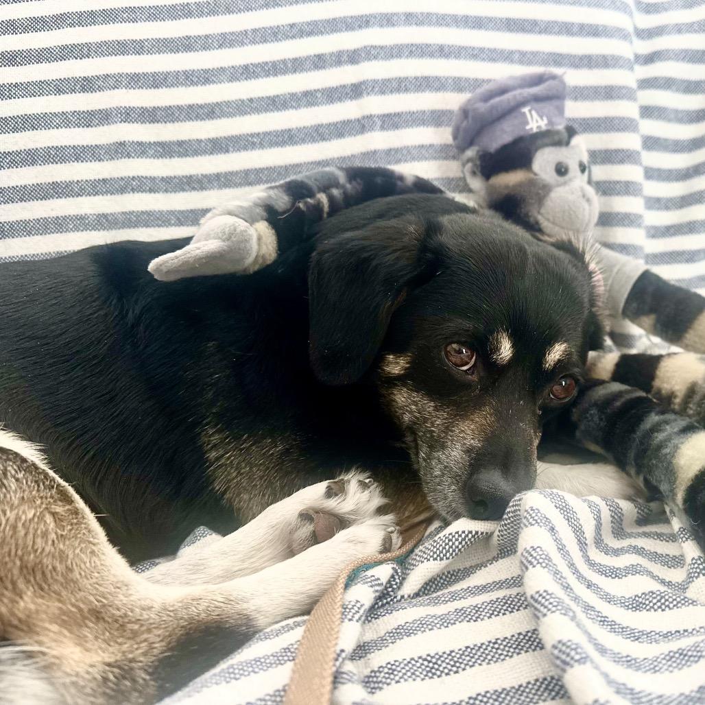 Enlarge Beans, a Adoptable Chihuahua in Las Vegas, NV image 4/6