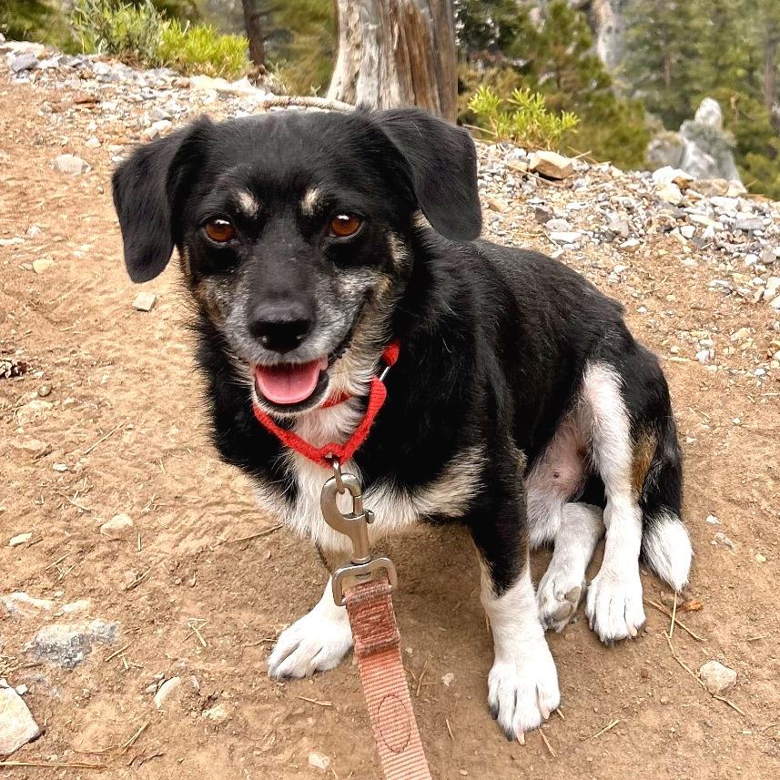 Enlarge Beans, a Adoptable Chihuahua in Las Vegas, NV image 4/6