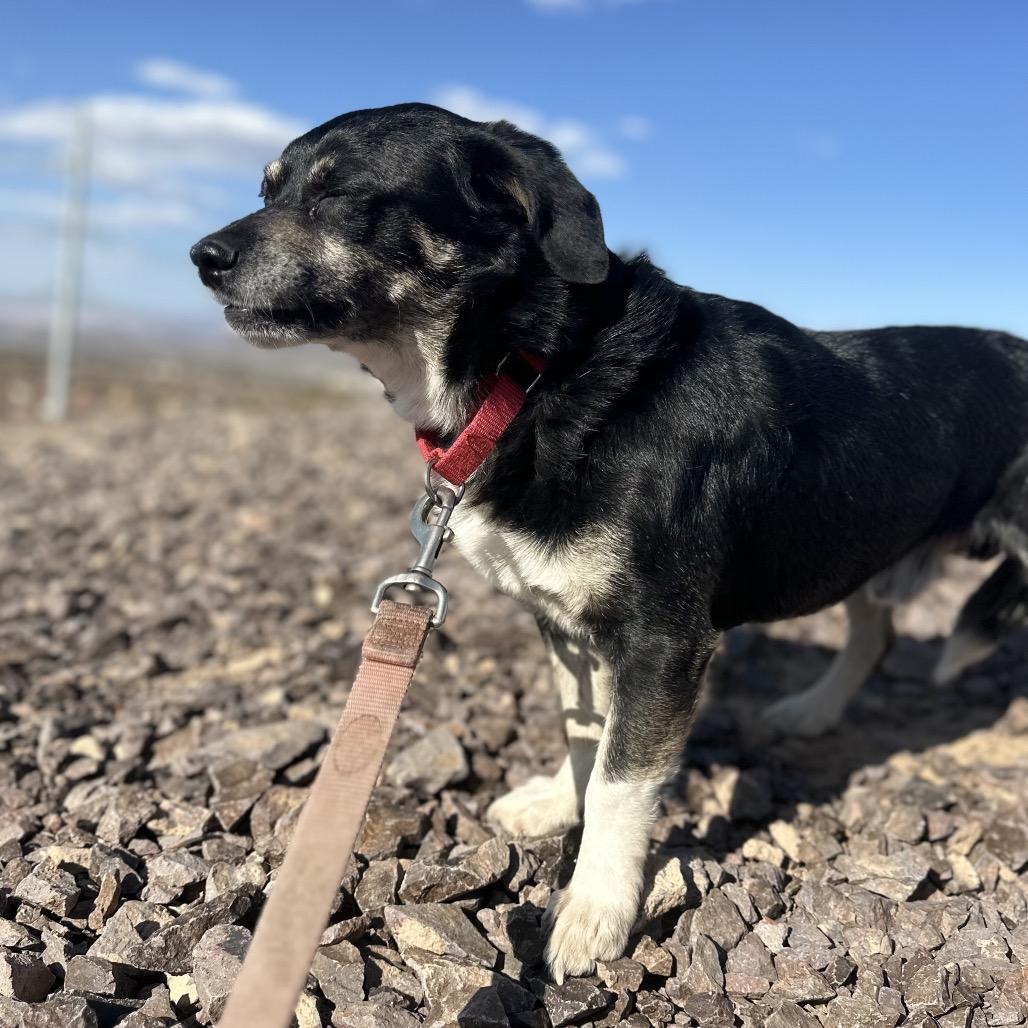 Enlarge Beans, a Adoptable Chihuahua in Las Vegas, NV image 5/6