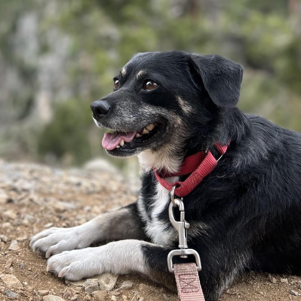Enlarge Beans, a Adoptable Chihuahua in Las Vegas, NV image 6/6