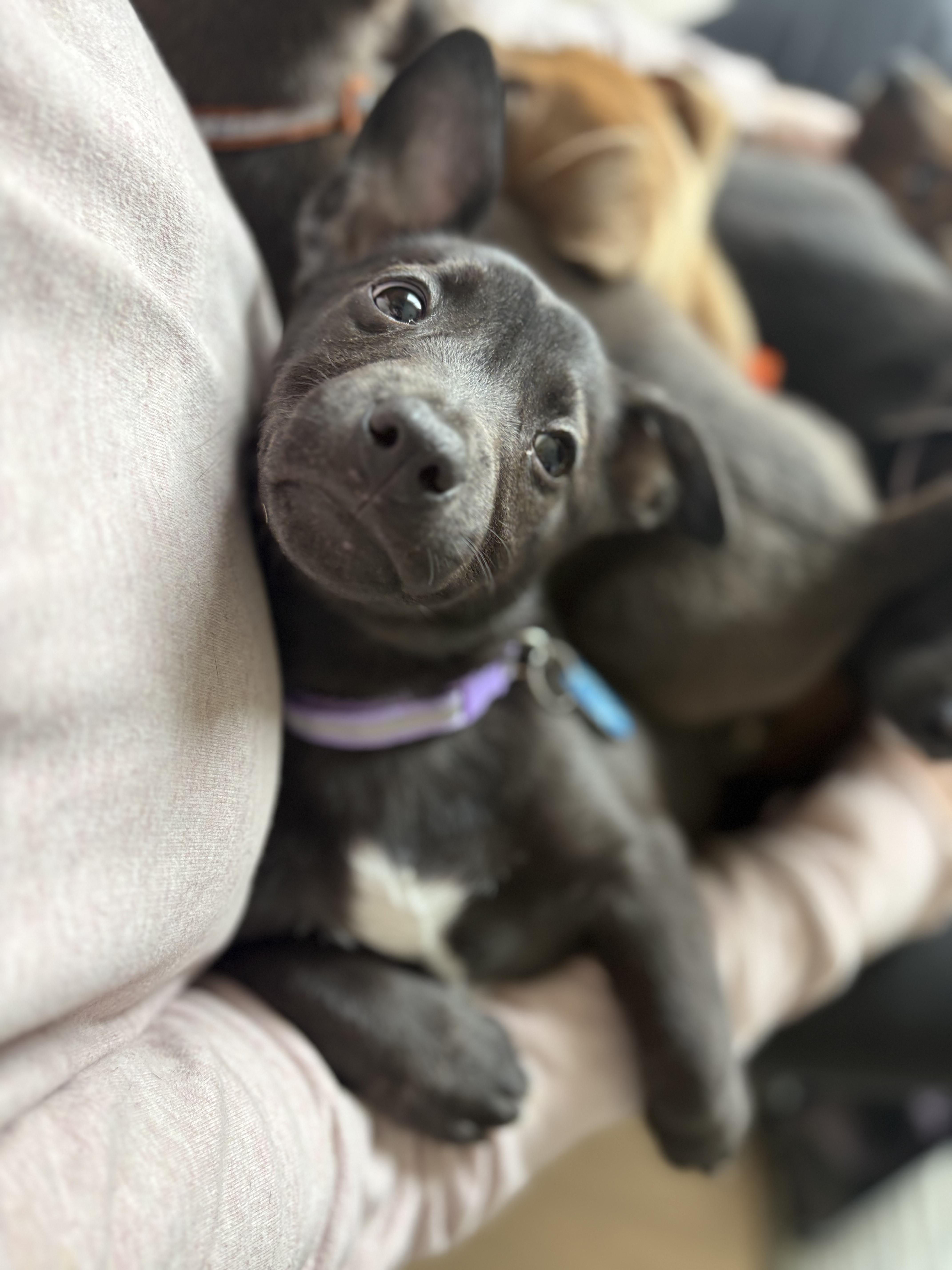 Enlarge Penguin, a ADOPTABLE mixed breed in Cedarburg, WI image 2/6