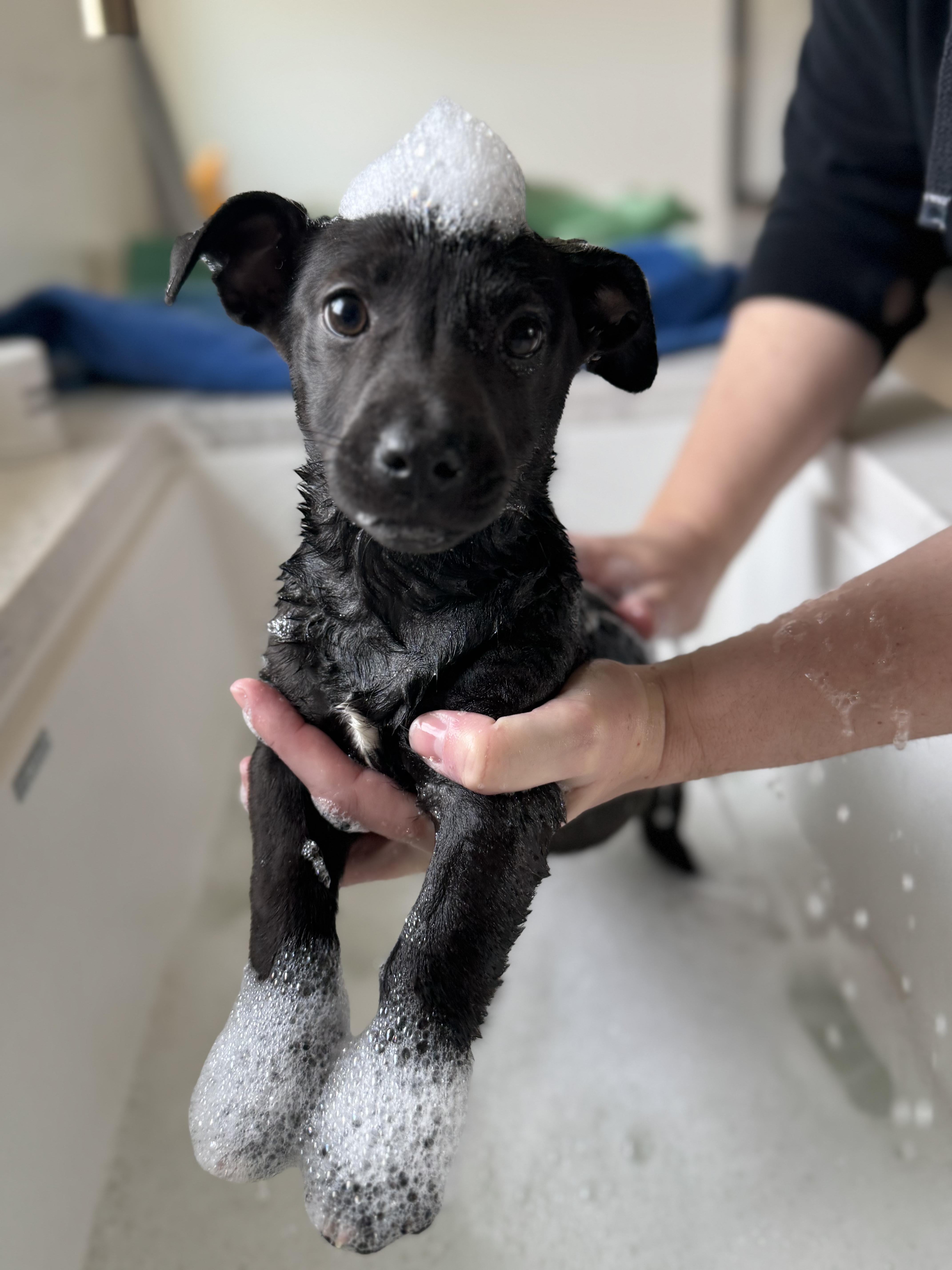 Enlarge Penguin, a ADOPTABLE mixed breed in Cedarburg, WI image 3/6