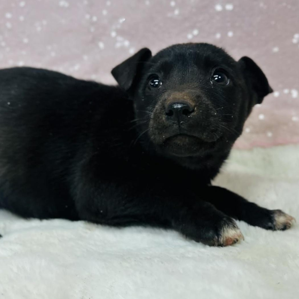 Enlarge Penguin, a ADOPTABLE mixed breed in Cedarburg, WI image 6/6