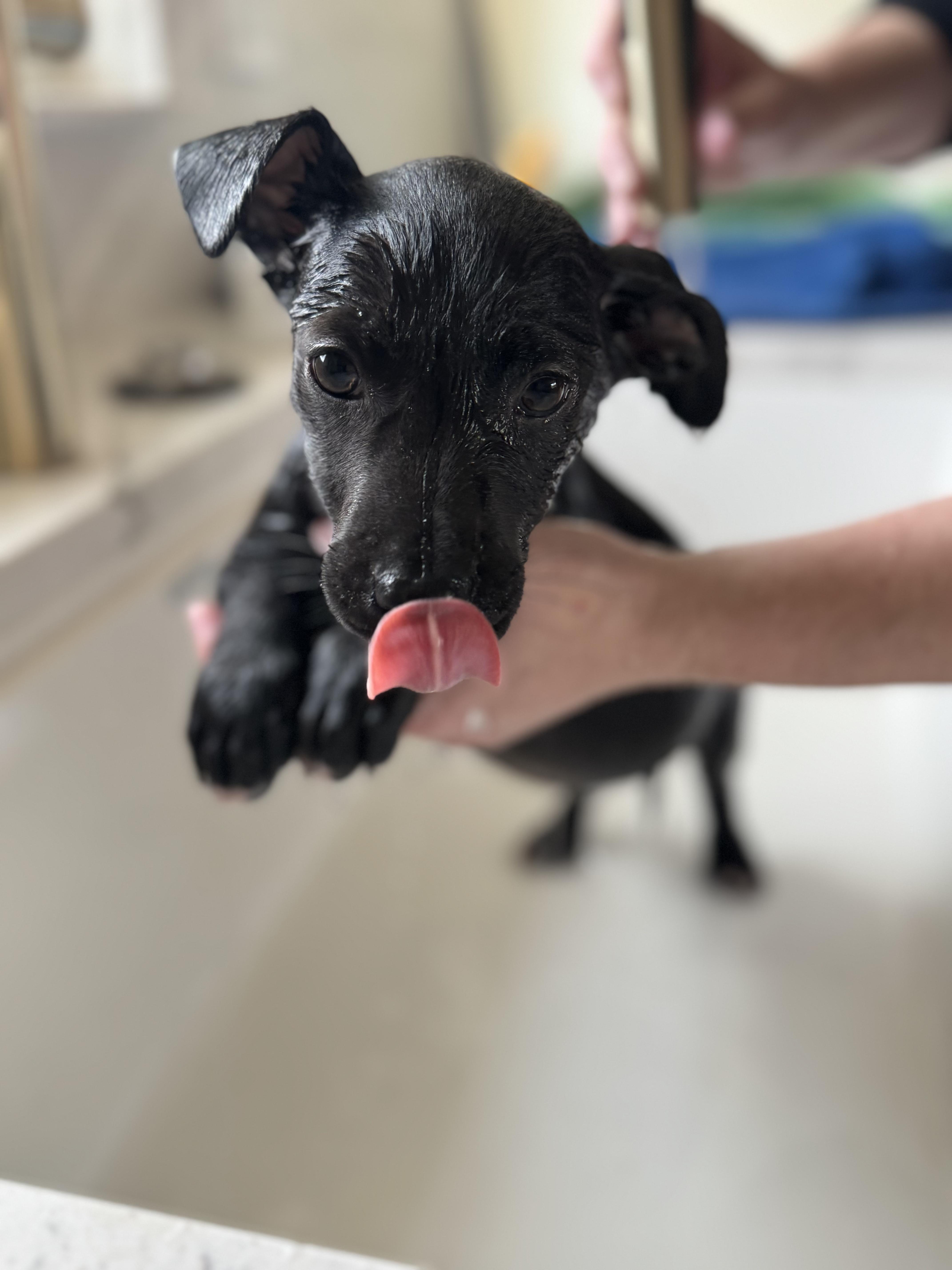 Enlarge Penguin, a ADOPTABLE mixed breed in Cedarburg, WI image 5/6