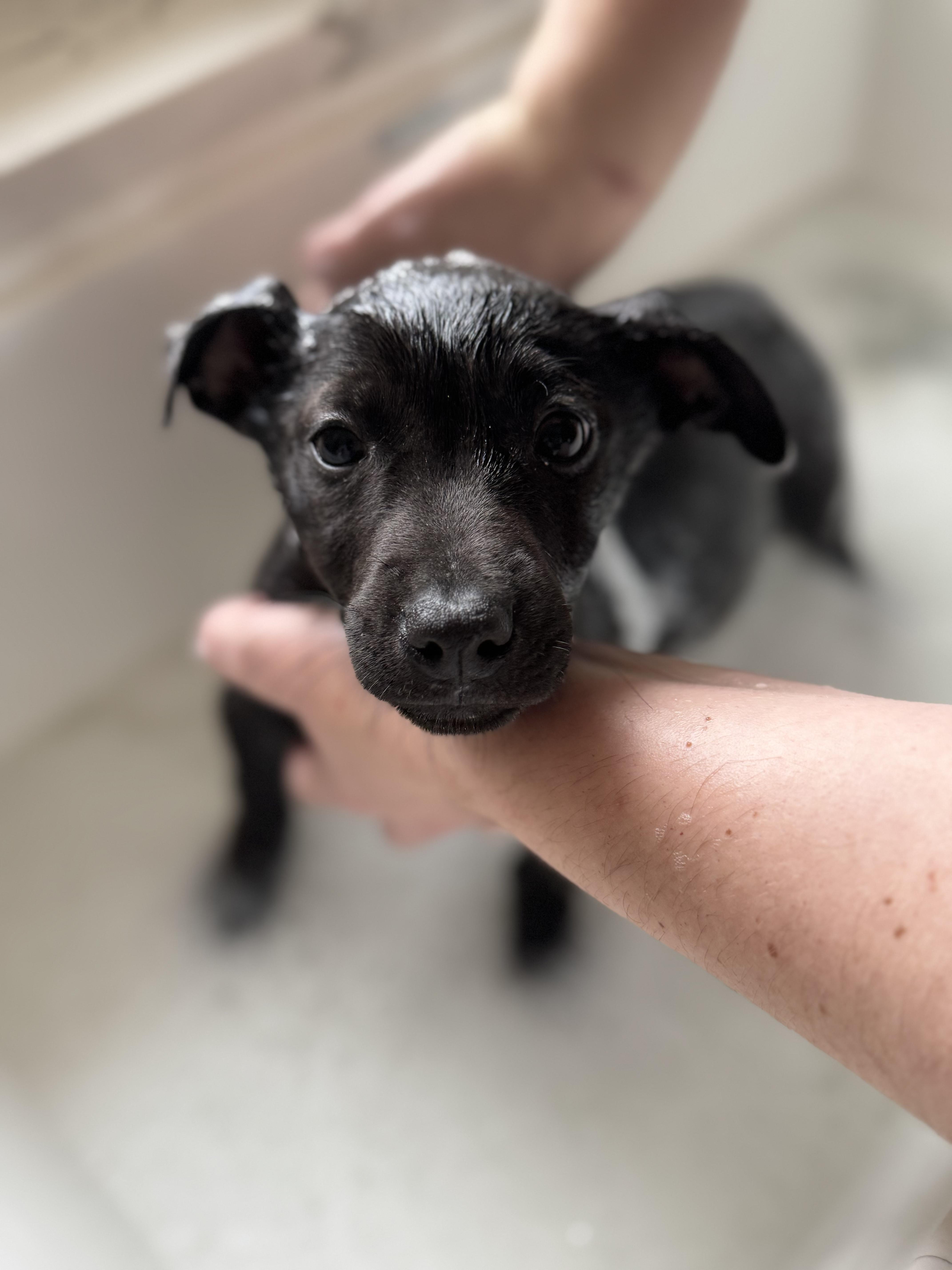 Enlarge Penguin, a ADOPTABLE mixed breed in Cedarburg, WI image 4/6