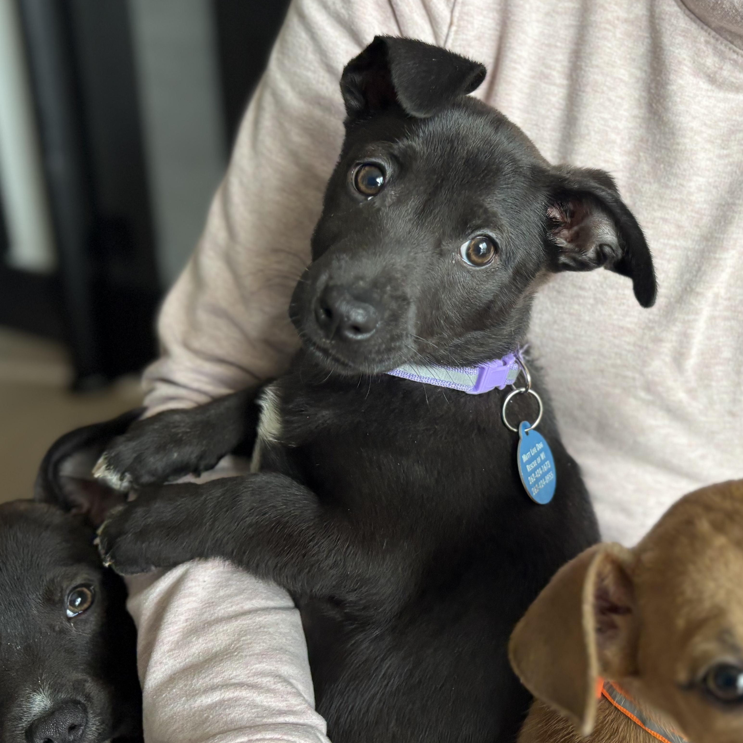 Penguin, ADOPTABLE, Puppy Female Dachshund & Pit Bull Terrier.
