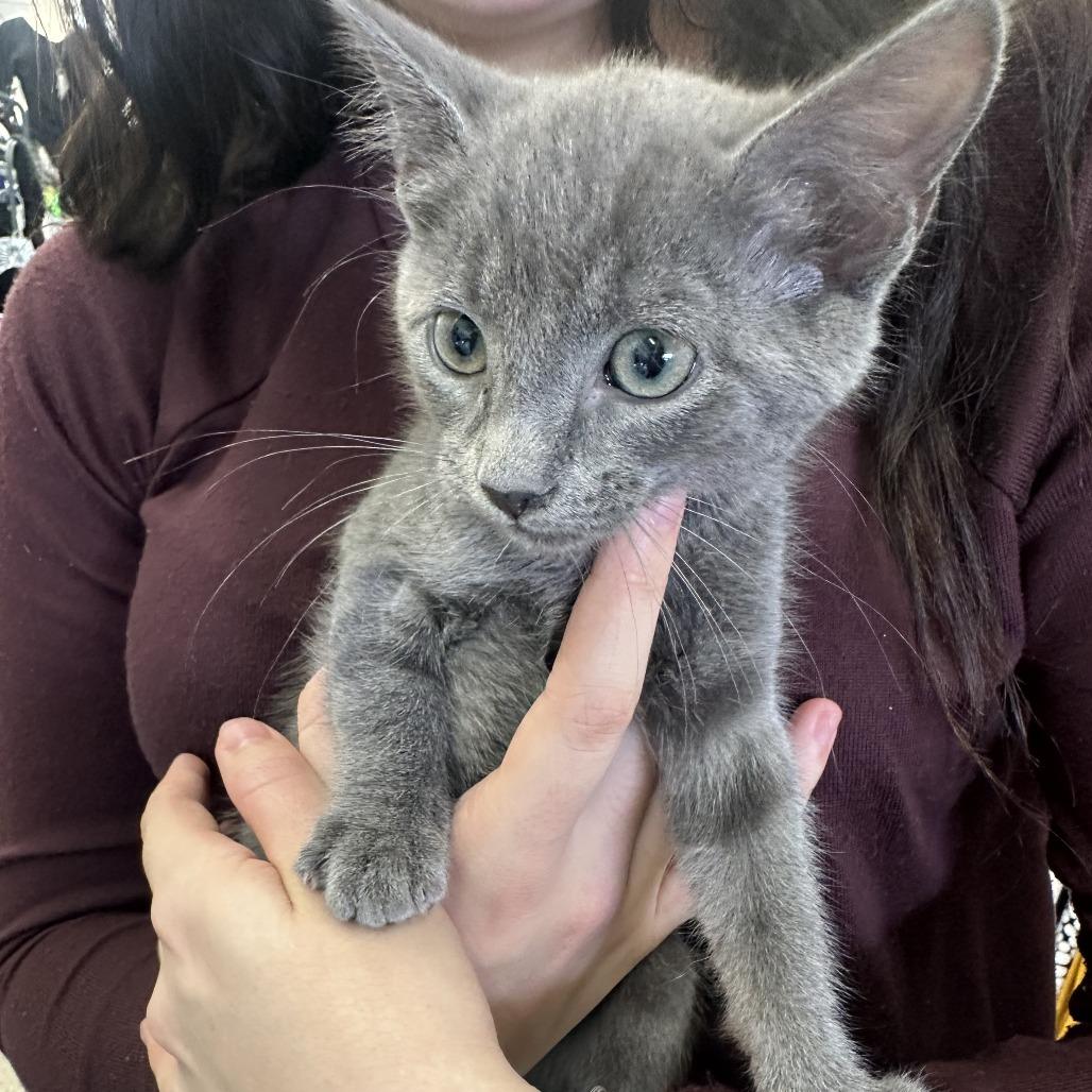 Enlarge Rain F-21692, a Adoptable American Shorthair in Oklahoma City, OK image 1/2