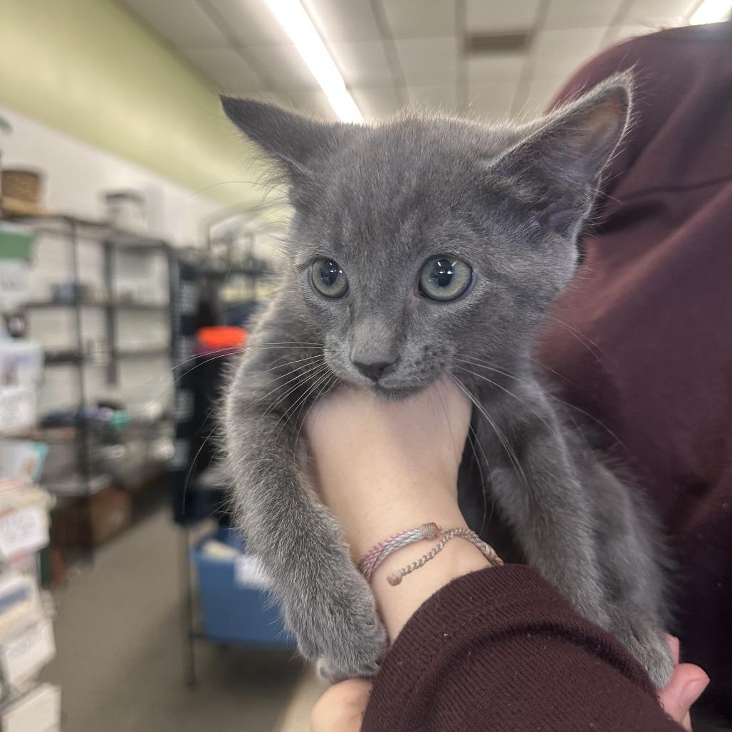 Enlarge Rain F-21692, a Adoptable American Shorthair in Oklahoma City, OK image 2/2