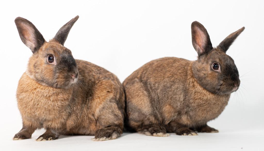 Enlarge Smalls / Biggie, a Adoptable Bunny Rabbit in San Francisco, CA image 2/6