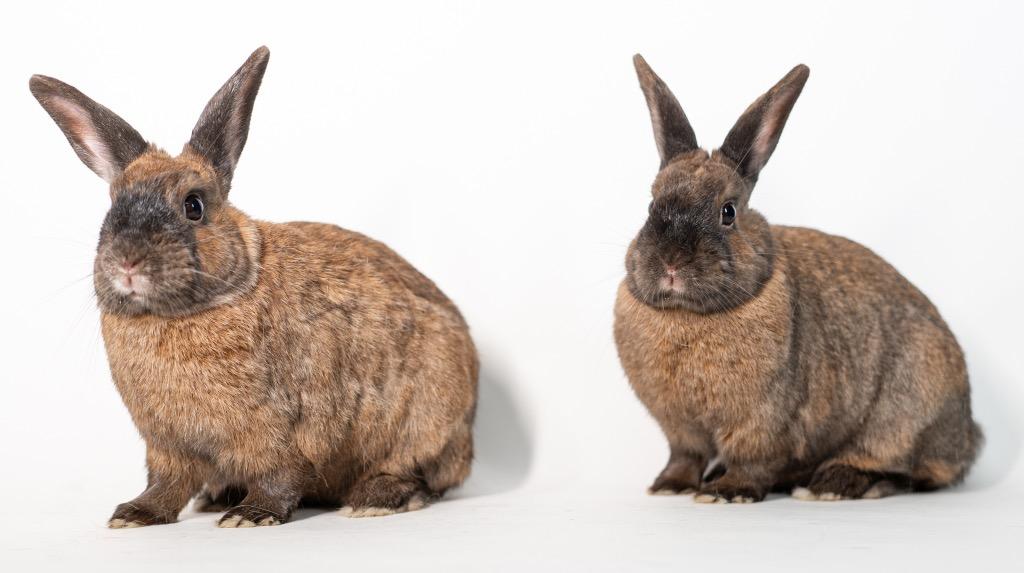 Enlarge Smalls / Biggie, a Adoptable Bunny Rabbit in San Francisco, CA image 3/6