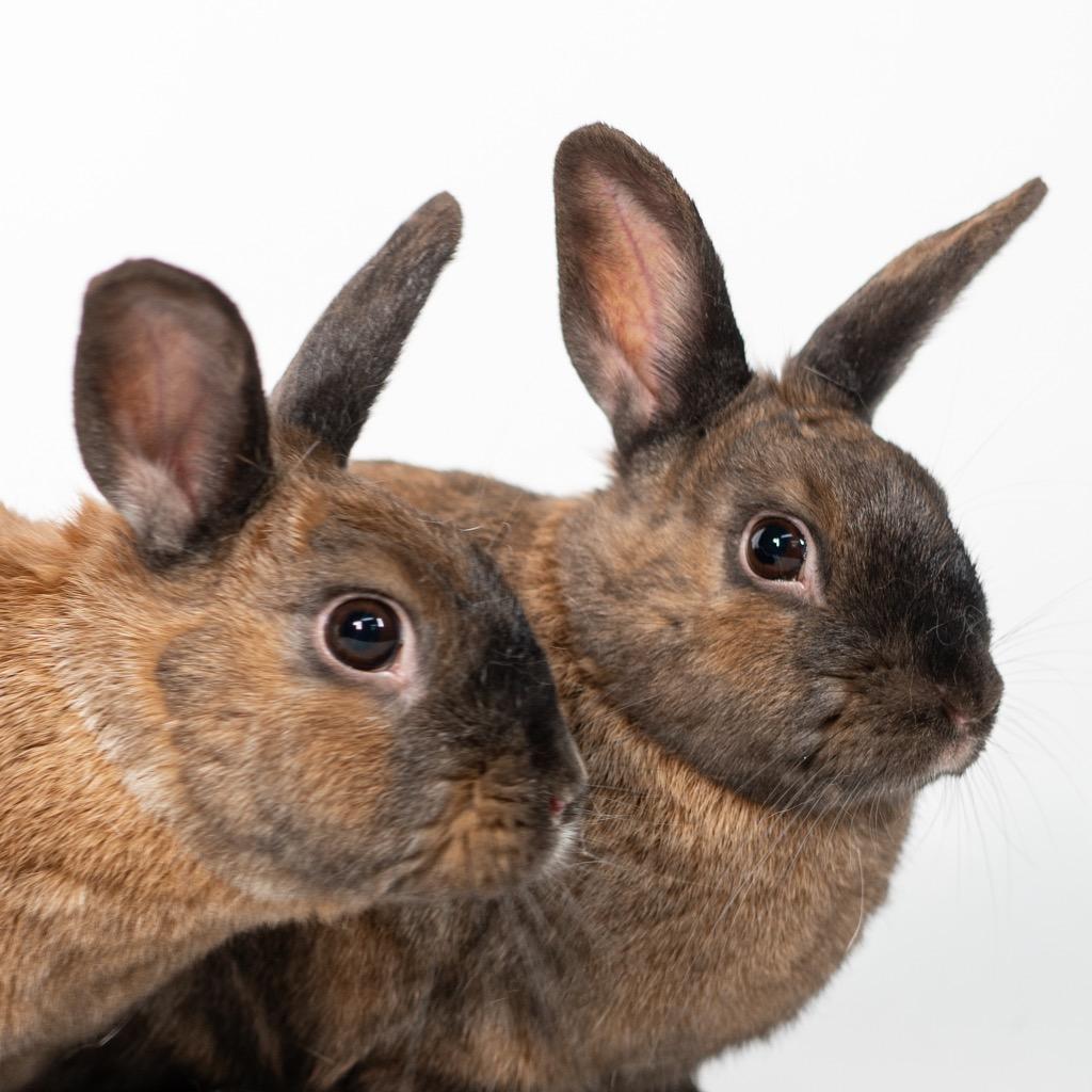 Enlarge Smalls / Biggie, a Adoptable Bunny Rabbit in San Francisco, CA image 4/6