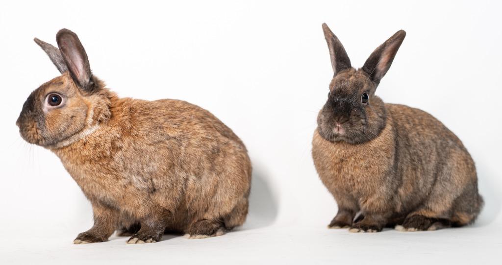 Enlarge Smalls / Biggie, a Adoptable Bunny Rabbit in San Francisco, CA image 5/6