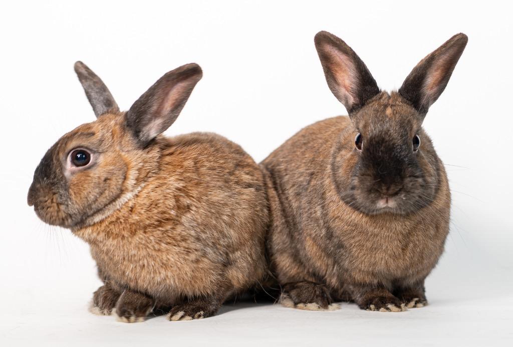 Enlarge Smalls / Biggie, a Adoptable Bunny Rabbit in San Francisco, CA image 2/6